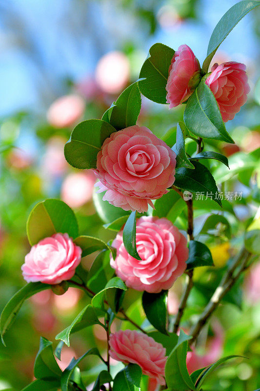 山茶花/日本山茶花花:红色，粉红色和白色